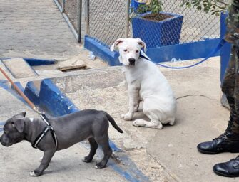 Requisa en Preventivo de zona 18 deja televisores, drogas, animales y otros ilícitos incautados