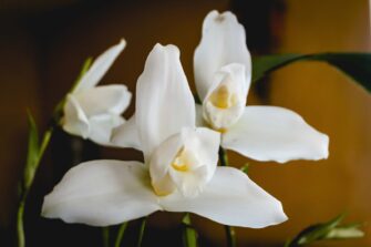 Monja Blanca, símbolo nacional que Guatemala busca preservar