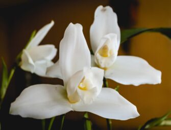 Monja Blanca, símbolo nacional que Guatemala busca preservar
