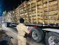 Capturan a hombre en Izabal por transportar madera ilegal