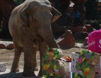 Trompita, la elefanta del Zoológico Nacional La Aurora, celebra 65 años