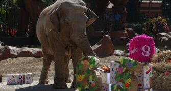 Trompita, la elefanta del Zoológico Nacional La Aurora, celebra 65 años
