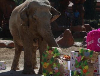 Trompita, la elefanta del Zoológico Nacional La Aurora, celebra 65 años