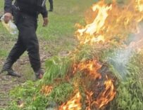 Erradican más de 59 mil matas de marihuana en Petén