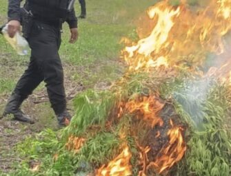 Erradican más de 59 mil matas de marihuana en Petén