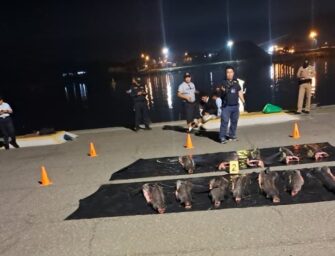 Capturan a tres hombres por transportar peces vela, especie en peligro de extinción