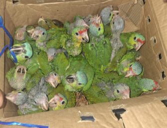 Rescatan 23 aves silvestres y capturan a presunto traficante en zona 1