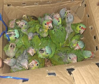 Rescatan 23 aves silvestres y capturan a presunto traficante en zona 1
