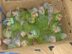 Rescatan 23 aves silvestres y capturan a presunto traficante en zona 1