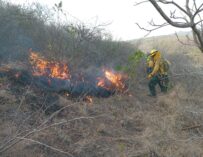 Un total de 11 incendios se encuentran activos en el país y movilizan brigadas de respuesta