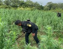 Destruyen más de 115 mil matas de marihuana valoradas en Q57.7 millones en Petén