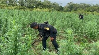 Destruyen más de 115 mil matas de marihuana valoradas en Q57.7 millones en Petén