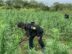 Destruyen más de 115 mil matas de marihuana valoradas en Q57.7 millones en Petén