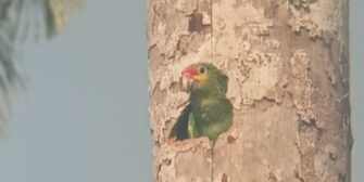 Protegen 25 nidos de loro cabeza amarilla en Punta de Manabique