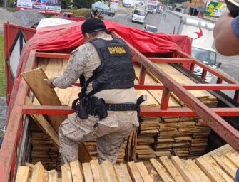 Capturan a conductor con madera forestal no reportada en Tactic