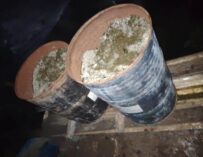 Erradican más de 30 mil arbustos de coca en Alta Verapaz