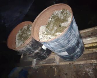 Erradican más de 30 mil arbustos de coca en Alta Verapaz