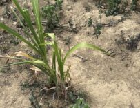 El calor alcanza niveles históricos y escasean las lluvias en Guatemala