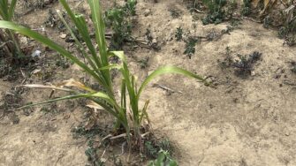 El calor alcanza niveles históricos y escasean las lluvias en Guatemala