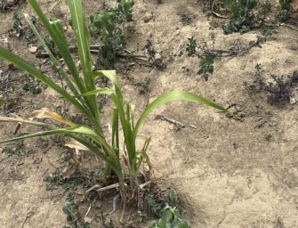El calor alcanza niveles históricos y escasean las lluvias en Guatemala