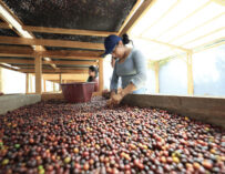 Guatemala aumenta 15% sus exportaciones de café en 2025/2026
