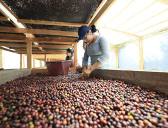Guatemala aumenta 15% sus exportaciones de café en 2025/2026